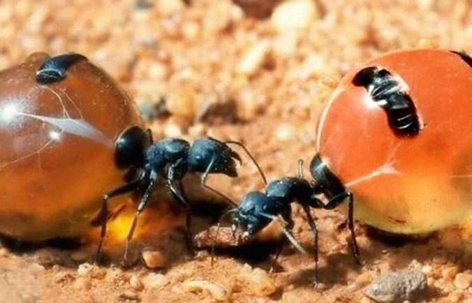 Khám phá bất ngờ về kiến Honeypot – “Kho báu” ngọt ngào của tự nhiên
