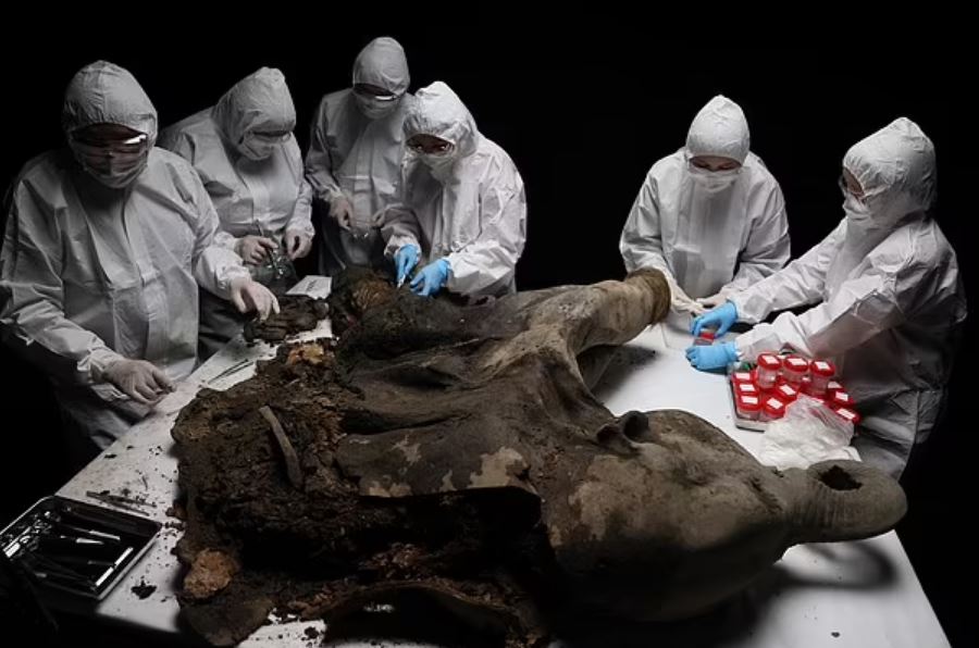 Các nhà khoa học tiến hành khám nghiệm voi ma mút con 50.000 năm tuổi được bảo quản hoàn hảo ở Siberia – một trong bảy mẫu nguyên vẹn từng được tìm thấy