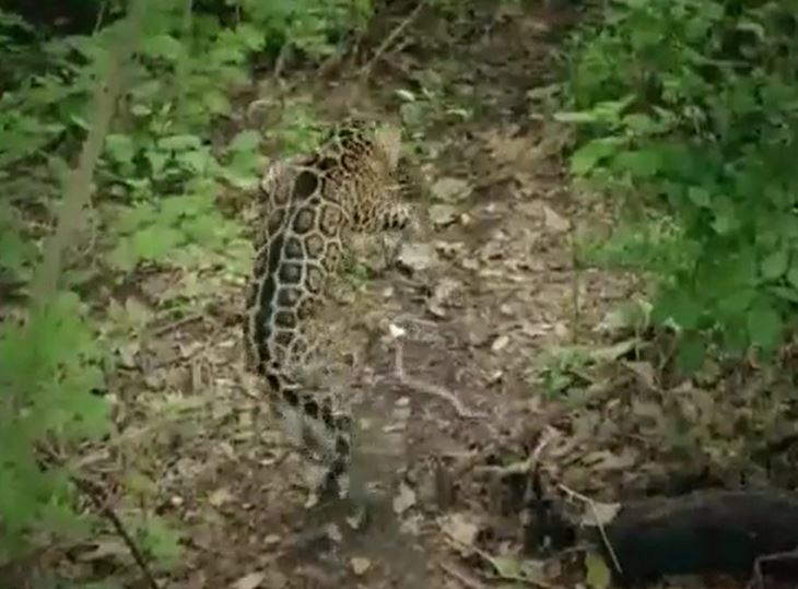 CLIP: Bị 'rắn ba bước' tung cú đớp chết chóc, báo đốm có phản ứng khiến người xem 'sốc'