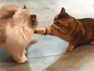 CLIP: Những pha 'thi triển kung fu' của loài mèo ít ai ngờ tới