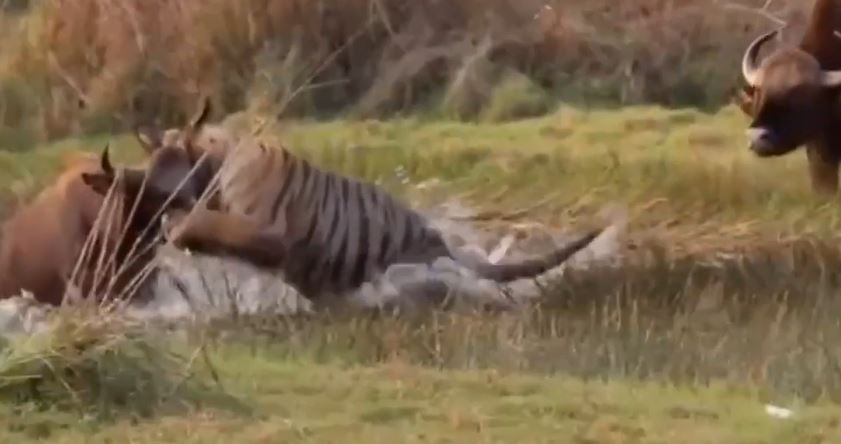 CLIP: B&#xF2; t&#xF3;t n&#x1ED5;i &#x111;i&#xEA;n truy s&#xE1;t h&#x1ED5; khi ph&#xE1;t hi&#x1EC7;n &#x111;&#x1ED3;ng lo&#x1EA1;i b&#x1ECB; ch&#xFA;a s&#x1A1;n l&#xE2;m c&#x1EAF;n c&#x1ED5;