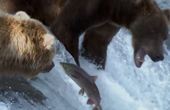 CLIP: Mãn nhãn trước màn mukbang cá hồi của gấu xấm