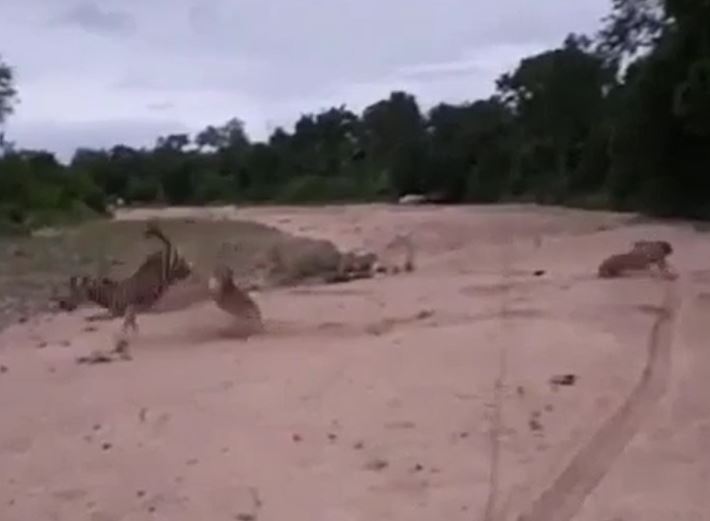 CLIP: Bị sư tử truy sát, ngựa vằn mẹ tung cú đá hậu khiến chúa tể đồng cỏ vỡ mồm nhưng cái kết lại không được như ý nó