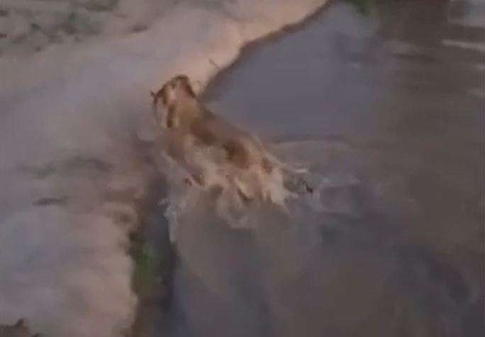 CLIP: Thấy linh dương đơn độc uống nước dưới sông, sư tử phi thân xuống săn mồi và cái kết