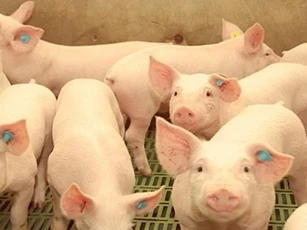 Giá heo hơi ngày 30/3/2025: Miền Bắc tiếp tục giảm mạnh