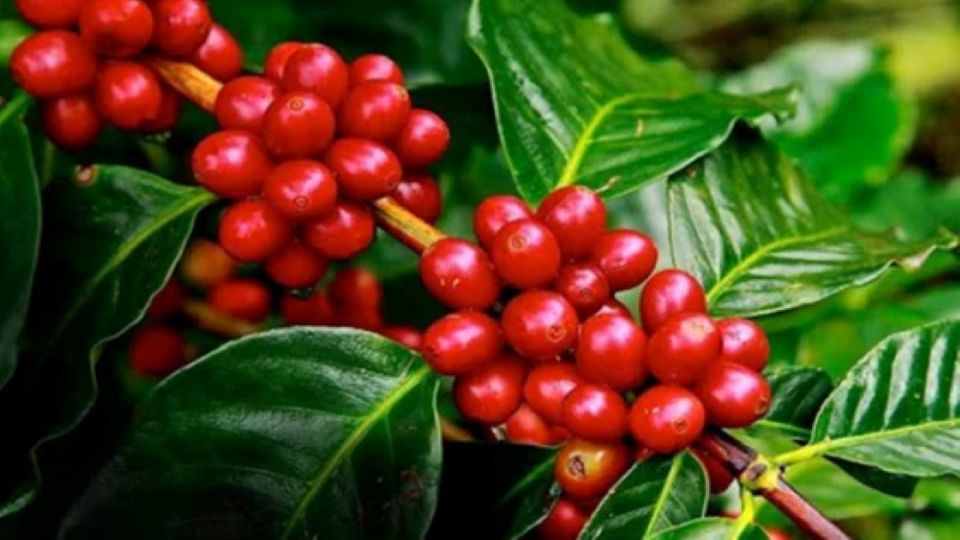 Giá nông sản ngày 30/3/2025: Cà phê giảm nhẹ, hồ tiêu vẫn duy trì mức cao