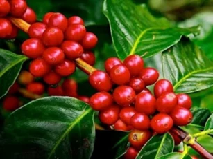 Giá nông sản ngày 30/3/2025: Cà phê giảm nhẹ, hồ tiêu vẫn duy trì mức cao