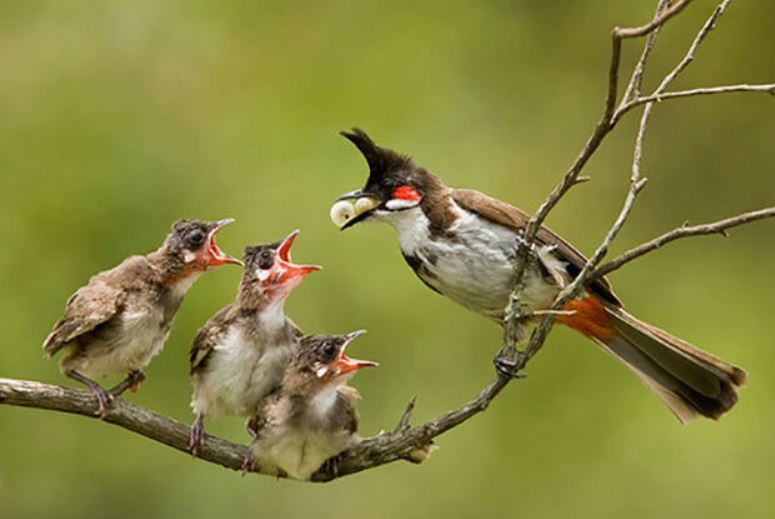 Một số loài chim bỏ đói một con trong đàn - sự tàn nhẫn của chim mẹ hay chọn lọc tự nhiên?
