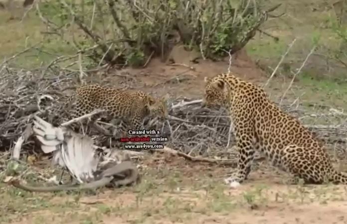 CLIP: Mãn nhãn trước màn tử chiến của rắn Mamba đen, báo đốm và đại bàng