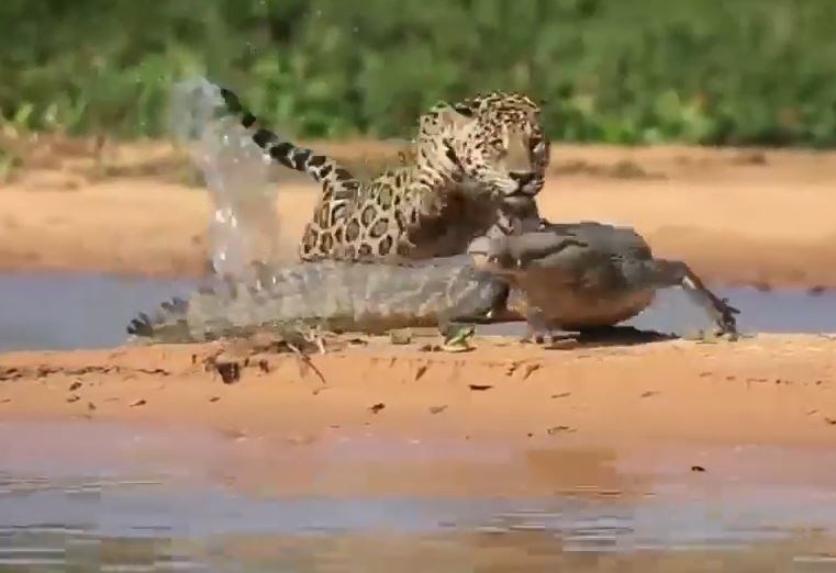 CLIP: Đang nằm phơi nắng, cá sấu bị báo đốm tập kích bất ngờ và cái kết