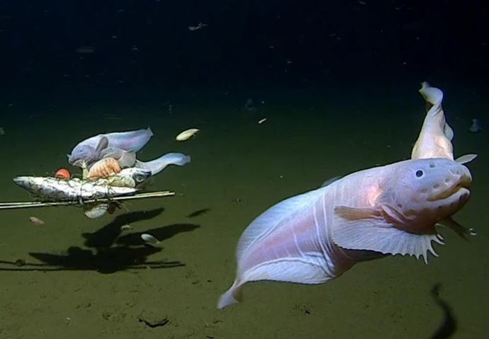 Phát hiện chấn động: Cá ở nơi sâu nhất đại dương có chung một đột biến đặc biệt