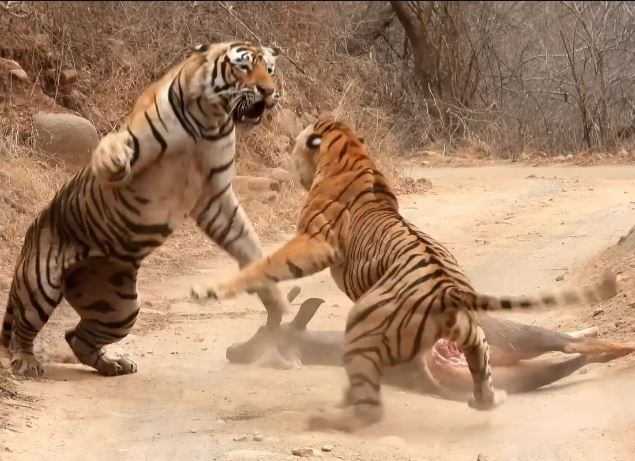 CLIP: Hổ cái liều mình đánh nhau với hổ đực để giành mồi