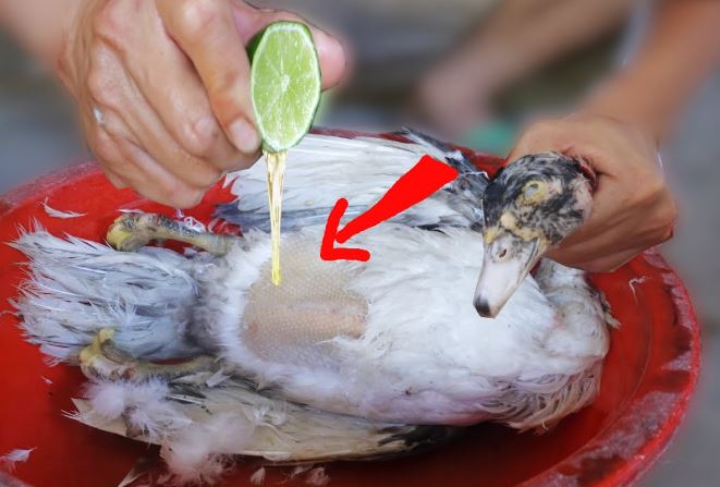 Làm thịt vịt cứ thêm bước này, vừa dễ nhổ sạch lông lại khử mùi hôi hiệu quả