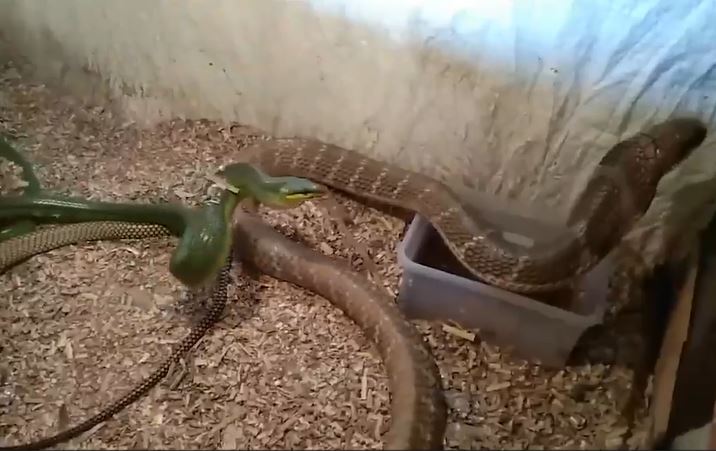 CLIP: Cả gan đe dọa hổ mang chúa, rắn đuôi đỏ nhận cái kết thê thảm