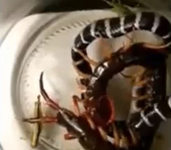 CLIP: B&#x1ECB; nh&#x1ED1;t c&#xF9;ng r&#x1EBF;t kh&#x1ED5;ng l&#x1ED3;, r&#x1EAF;n c&#x1EA1;p nia b&#x1ECB; k&#x1EBB; th&#xF9; &#x27;h&#xE0;nh&#x27; cho &#x111;au &#x111;&#x1EDB;n &#x111;&#x1EBF;n ch&#x1EBF;t