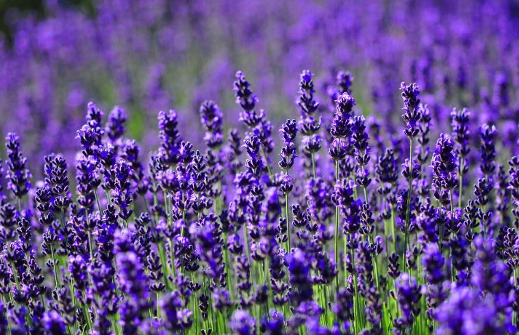 Trồng hai loại cây này trong nhà có nhiều tác dụng thần kỳ, vừa đuổi được muỗi lại còn tỏa hương thơm ngát