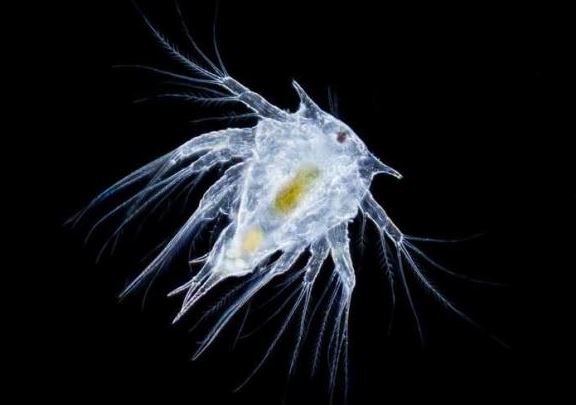 Khám phá loài ký sinh trùng đáng sợ, có thể biến cua đực thành cua 'bỉm sữa' bất đắc dĩ