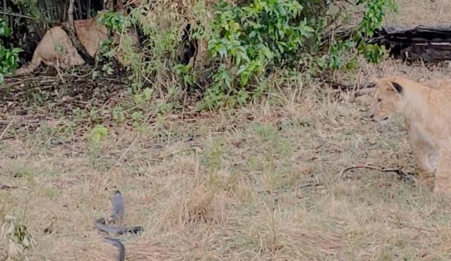 CLIP: Rắn hổ mang cực độc bò vào tận 'hang ổ', tấn công sư tử