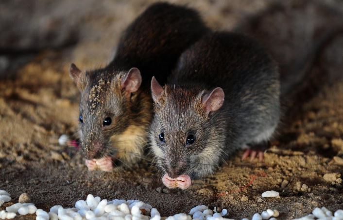 CLIP: Khám phá những loài động vật sẵn sàng hy sinh cả mạng sống để sinh sản