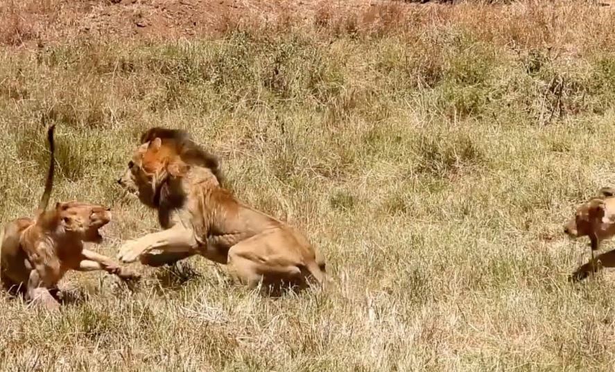 CLIP: Sư tử đơn độc thị uy sức mạnh, cướp mồi từ cả đàn sư tử