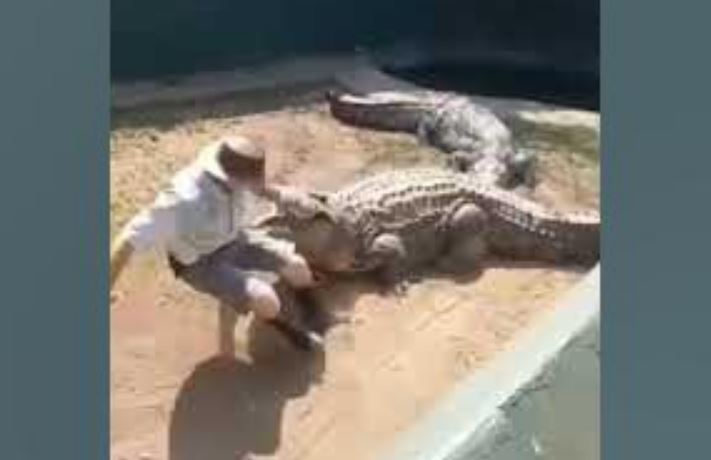 CLIP: Liều lĩnh cưỡi lên lưng cá sấu khổng lồ, người đàn ông suýt bỏ mạng