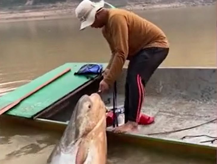 CLIP: Người đàn ông câu được con cá khổng lồ nặng 135kg