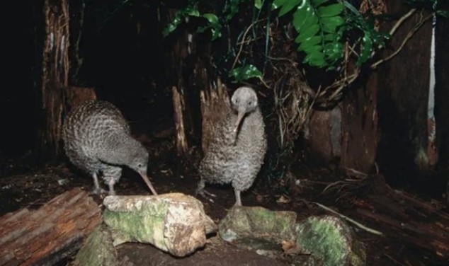 Bí ẩn những loài chim không biết bay