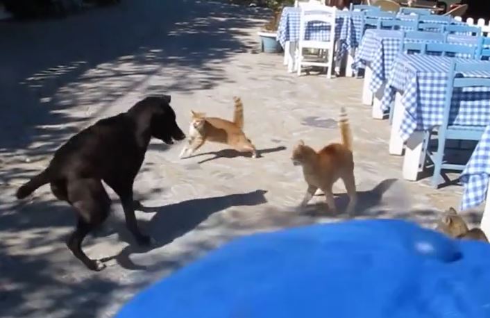 CLIP: Chó nhà bị 3 con mèo 'đánh hội đồng' và cái kết