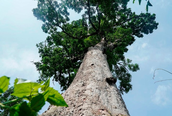 Gỗ lim xanh – ‘Báu vật’ của rừng Việt Nam, giá trị lên đến hàng chục triệu đồng/m³