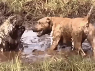 CLIP: Pitbull và trận chiến đau đớn với nhím trong vũng bùn