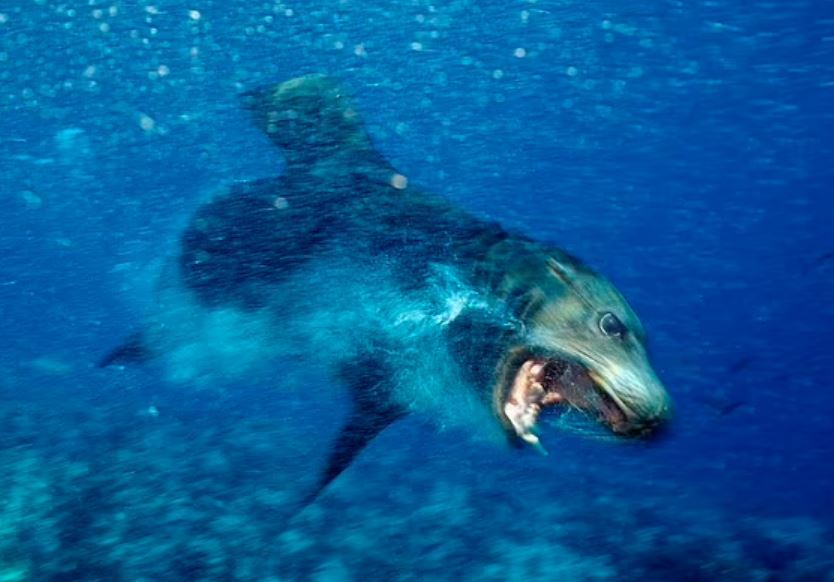 Người lướt sóng bị mắc chứng 'rối loạn căng thẳng sau chấn thương' sau khi bị sư tử biển điên cuồng tấn công, các nhà khoa học tiết lộ động cơ rùng rợn đằng sau