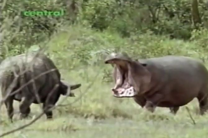 CLIP: Cà khịa hà mã, trâu rừng suýt bị đối thủ ngoạm nát đầu