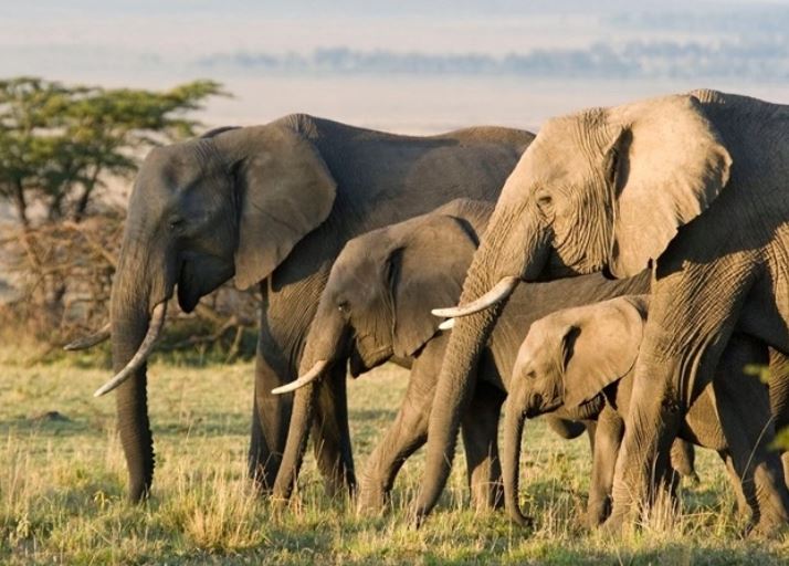 Top 10 loài động vật thông minh nhất thế giới: Bất ngờ với vị trí của chó