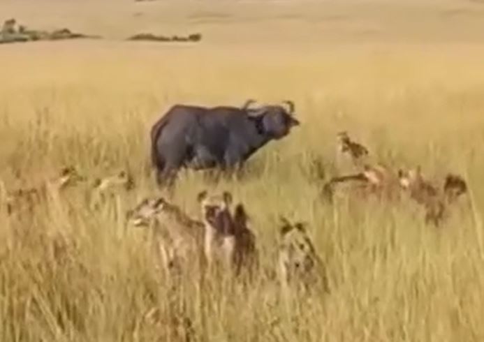 CLIP: Bị đàn linh cẩu tấn công, trâu rừng vẫn thoát chết ngoạn mục nhờ 'vị cứu tinh'
