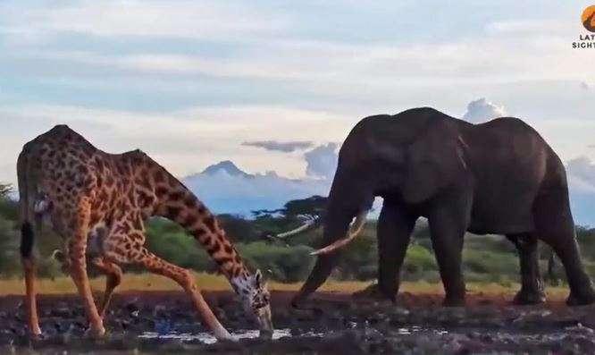 CLIP: Hươu cao cổ bị voi 'tẩn' cho nhừ tử vì 'cố đấm ăn xôi'