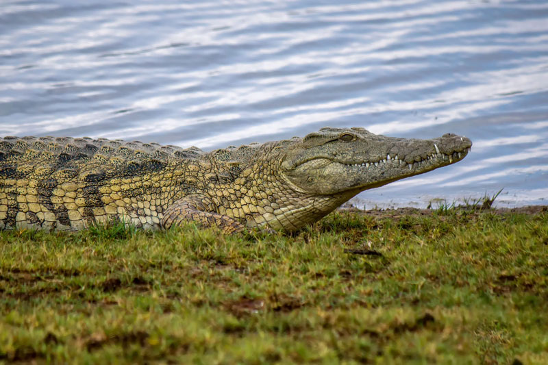 Những bí ẩn thú vị về cá sấu sông Nile - Kẻ săn mồi đáng sợ của châu Phi