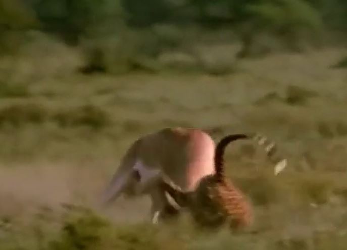 CLIP: Bị báo săn truy sát, linh dương nổi điên húc thủng bụng kẻ đi săn để chạy thoát thân
