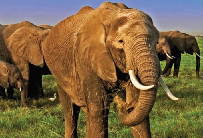 Tại sao một số loài động vật có ngà hoặc sừng còn những loại khác lại không?