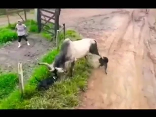 CLIP: Pitbull gây sự, bò phản đòn đầy uy lực và cái kết