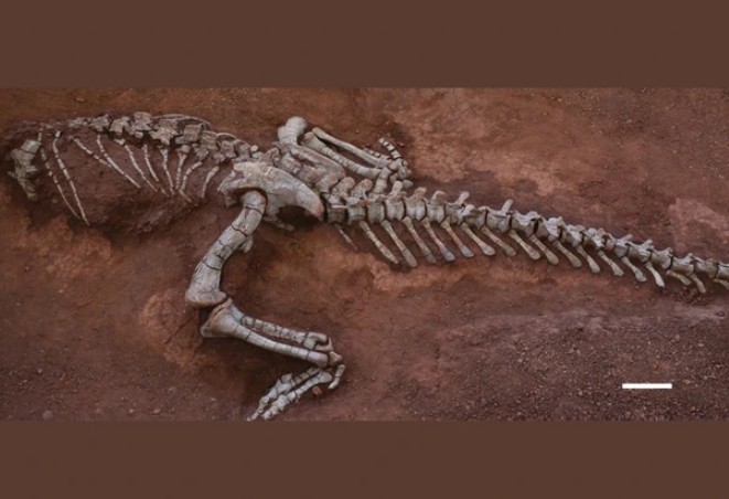 "Quái vật ngủ" dài 10m ở Trung Quốc: Phát hiện về một loài khủng long hoàn toàn mới