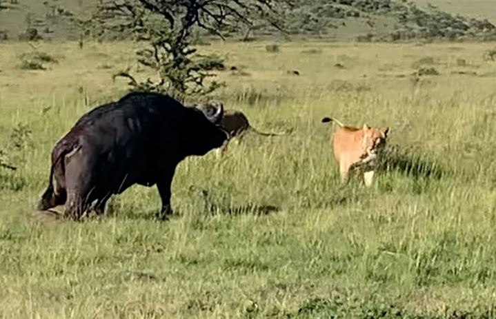 CLIP: Trâu rừng gãy chân bị bầy sư tử 'đánh hội đồng' không thương tiếc
