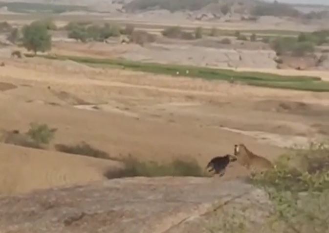 CLIP: Bị báo hoa mai tập kích bất ngờ, chó nhà quyết liệt chống trả rồi nhận cái kết mãn nhãn