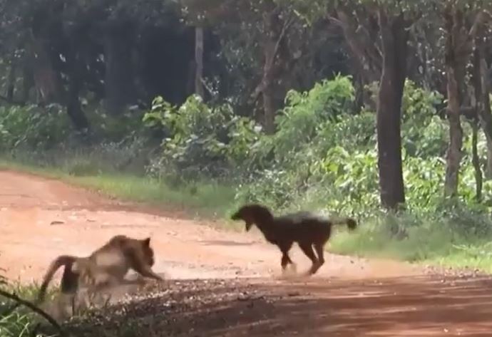 CLIP: Bị báo hoa mai tấn công bất ngờ, chó rừng vẫn thoát chết ngoạn mục