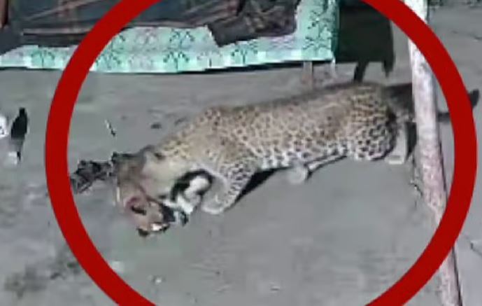 Báo lẻn vào tận giường bắt cún cưng mà chủ vẫn không hay biết vì... mải xem điện thoại