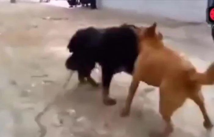 Ảnh cắt từ clip.