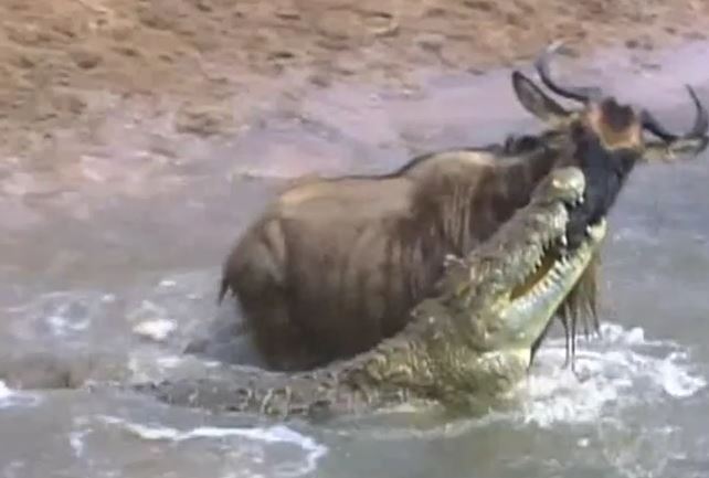 CLIP: Bị cá sấu cắn trúng mõm, linh dương đầu bò vẫn có màn 'lật kèo' ngoạn mục