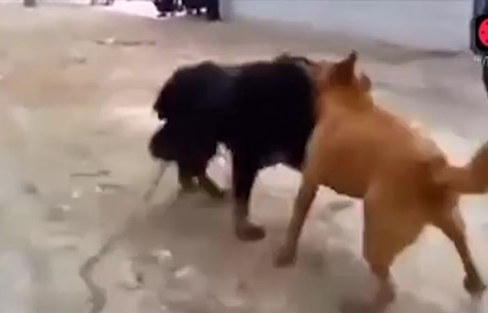 CLIP: Màn tử chiến đầy gay cấn của chó becgie và ngao Tây Tạng 