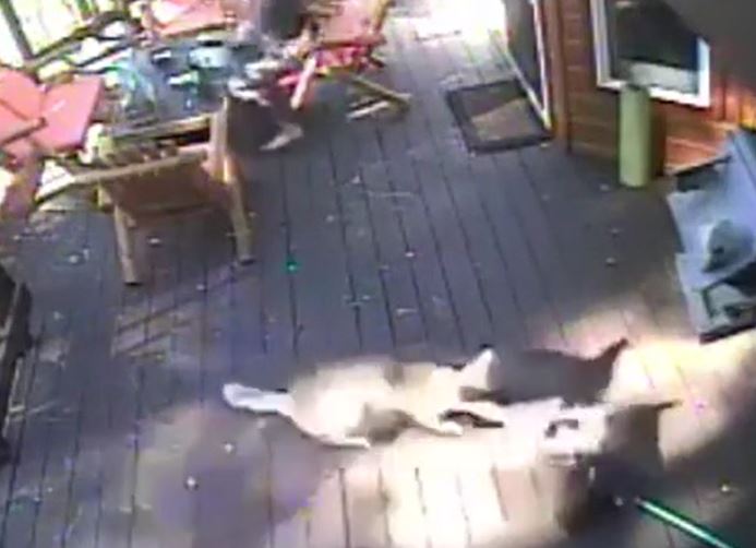 CLIP: Đang nằm nghỉ ngơi cạnh chủ nhà, chó nhà bất ngờ bị sói đồng cỏ tấn công