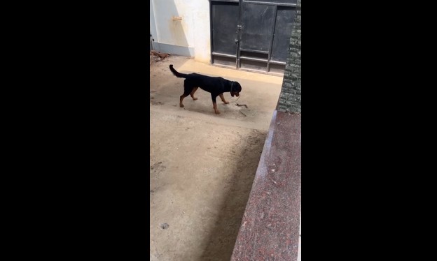 CLIP: Cuộc chiến đầy kịch tính giữa chú chó Rottweiler và rắn hổ mang, kết cục đầy bất ngờ