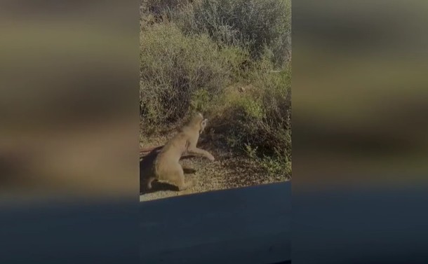 CLIP: Màn đối đầu nghẹt thở giữa linh miêu hoang dã và rắn đuôi chuông trên sa mạc